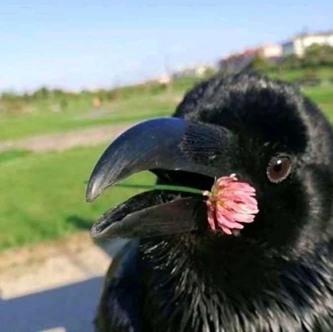 Crow with a flower